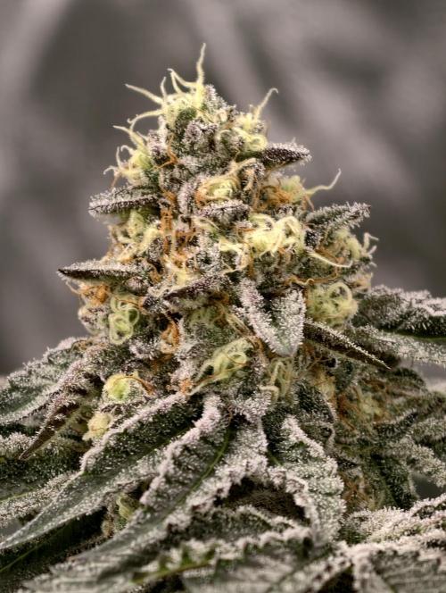 F008 Dutch Passion test strain. Week 9