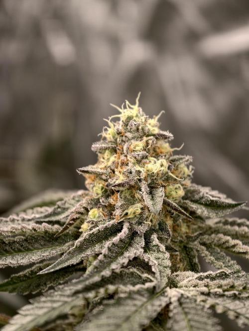 F008 Dutch Passion test strain. Week 9
