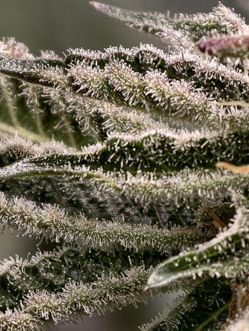 F008 Dutch Passion test strain. Week 9
