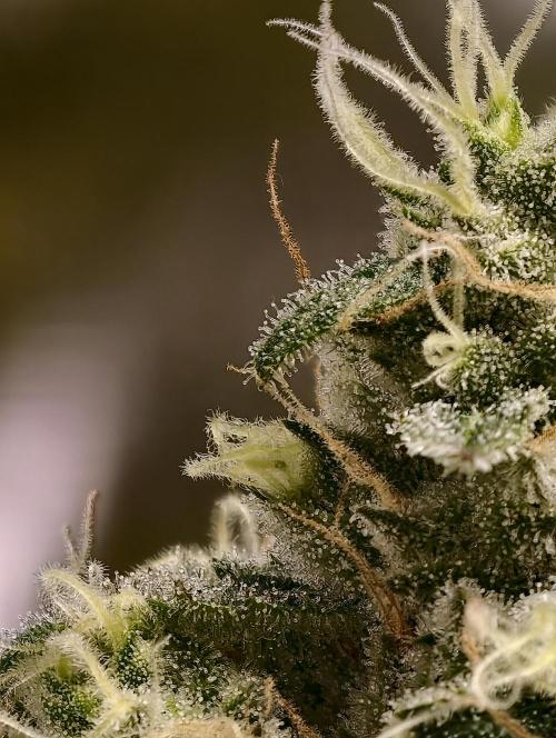 F025 Dutch Passion test strain. Week 8