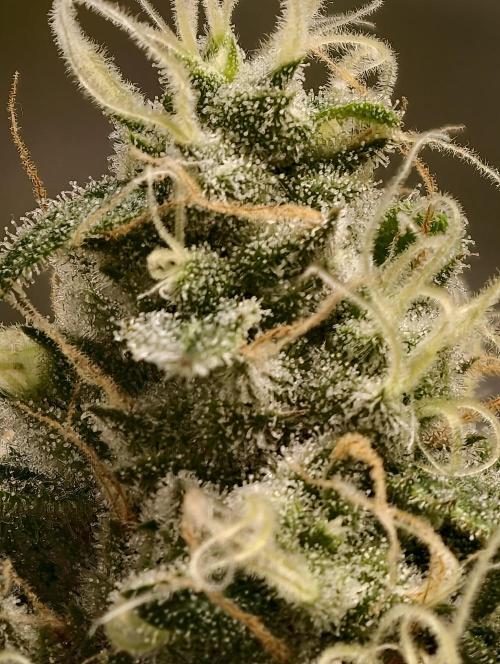 F025 Dutch Passion test strain. Week 8