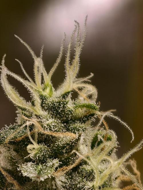 F025 Dutch Passion test strain. Week 8