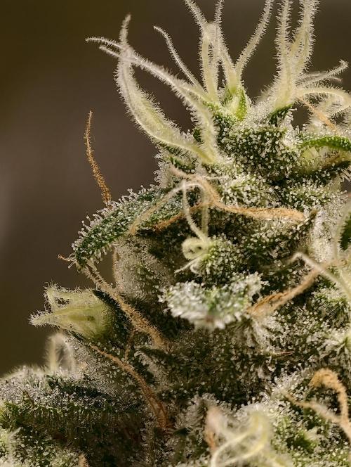 F025 Dutch Passion test strain. Week 8