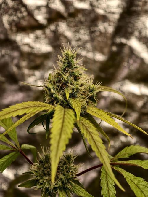 F025 Dutch Passion test strain. Week 8