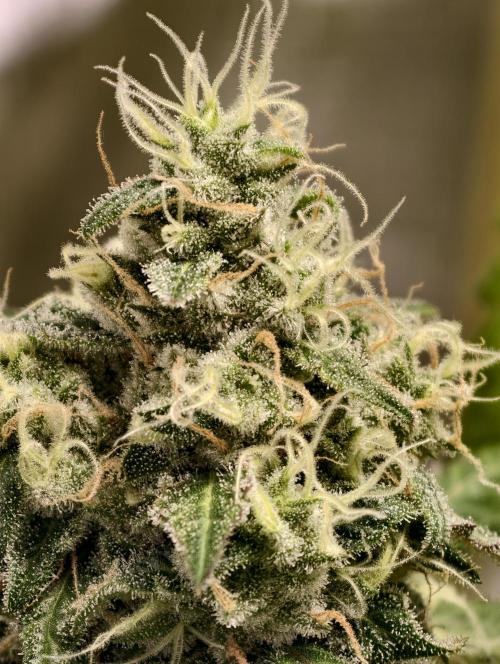 F025 Dutch Passion test strain. Week 8