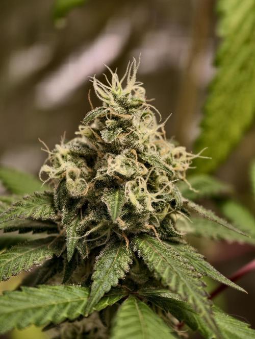 F025 Dutch Passion test strain. Week 8