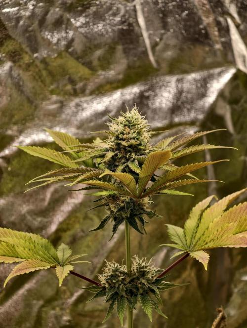 F026 Dutch Passion test strain. Week 8