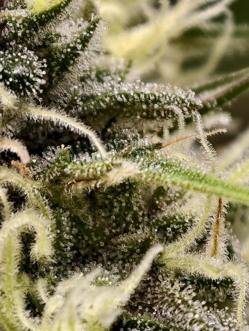 F026 Dutch Passion test strain. Week 8