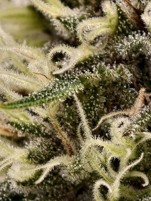 F026 Dutch Passion test strain. Week 8