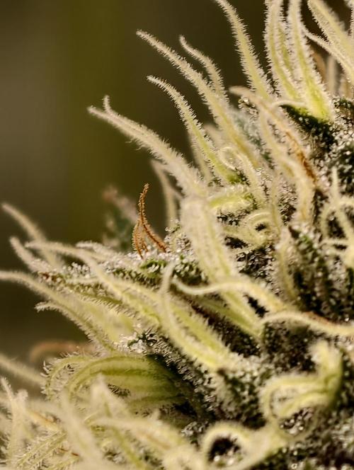F026 Dutch Passion test strain. Week 8