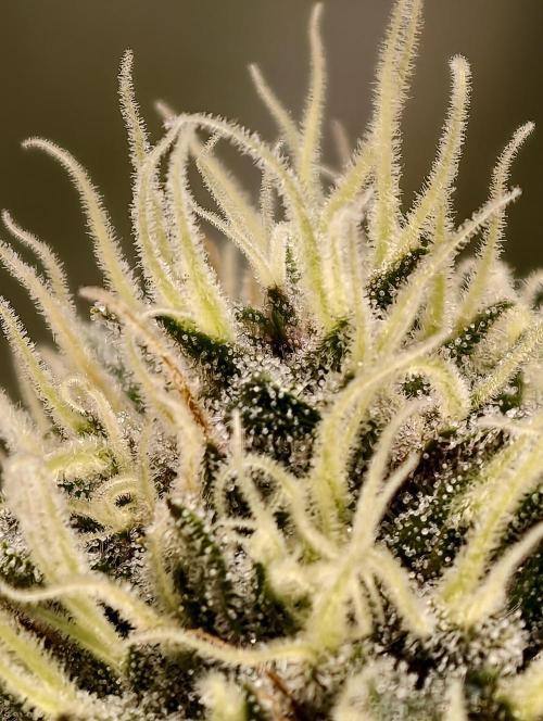 F026 Dutch Passion test strain. Week 8