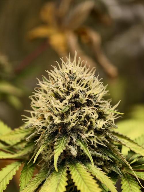 F026 Dutch Passion test strain. Week 8