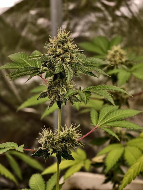F027 Dutch Passion test strain. Week 8