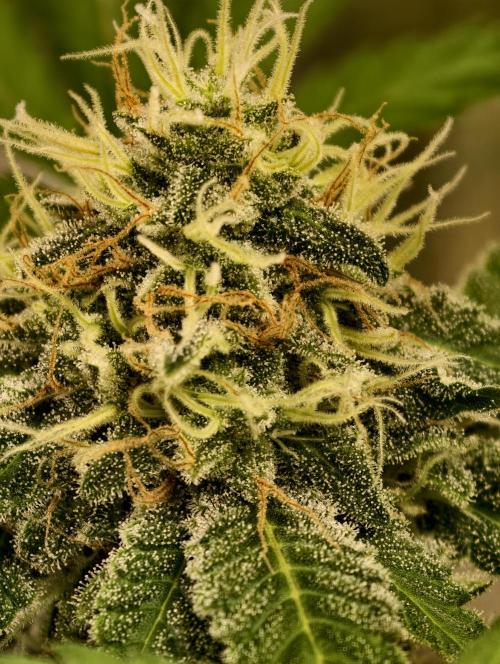 F027 Dutch Passion test strain. Week 8