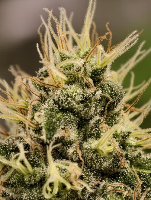 F027 Dutch Passion test strain. Week 8