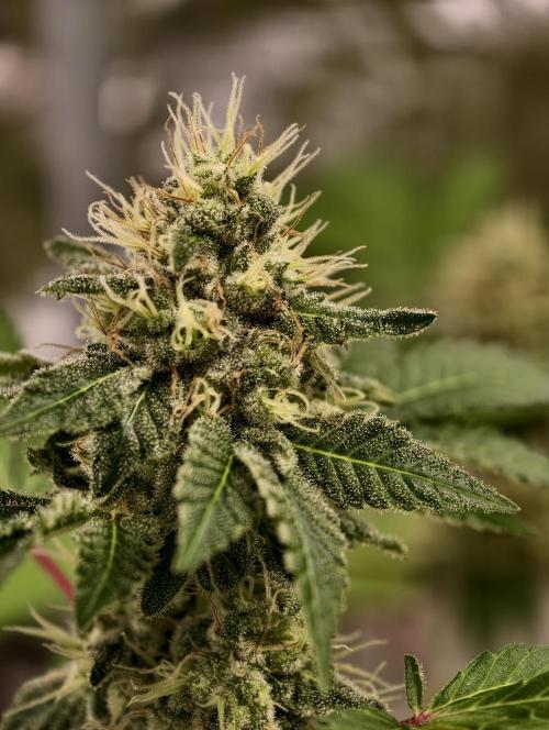 F027 Dutch Passion test strain. Week 8