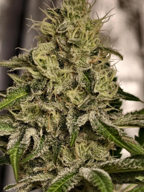 F028 Dutch Passion test strain. Week 8