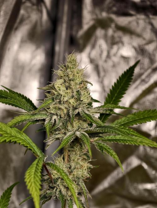 F028 Dutch Passion test strain. Week 8