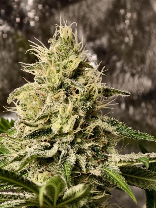 F028 Dutch Passion test strain. Week 8