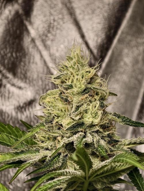 F028 Dutch Passion test strain. Week 8
