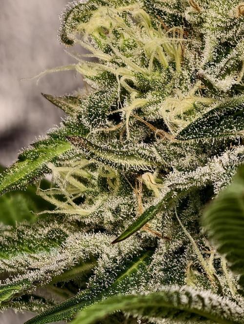 F028 Dutch Passion test strain. Week 8