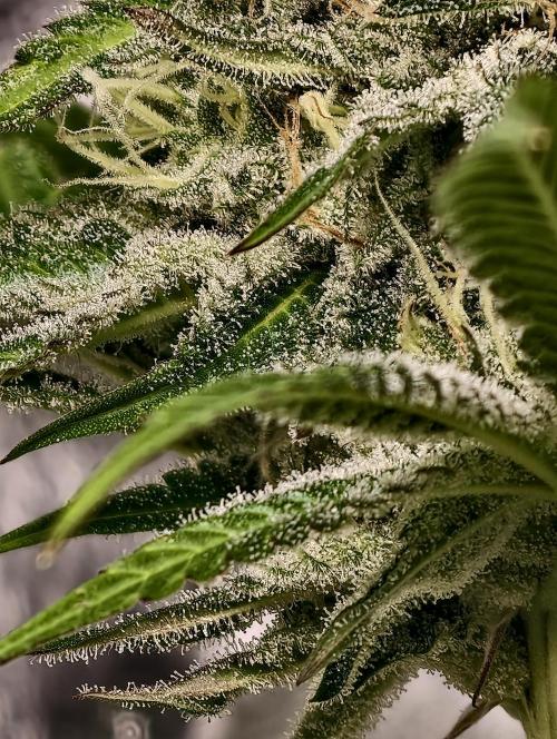 F028 Dutch Passion test strain. Week 8