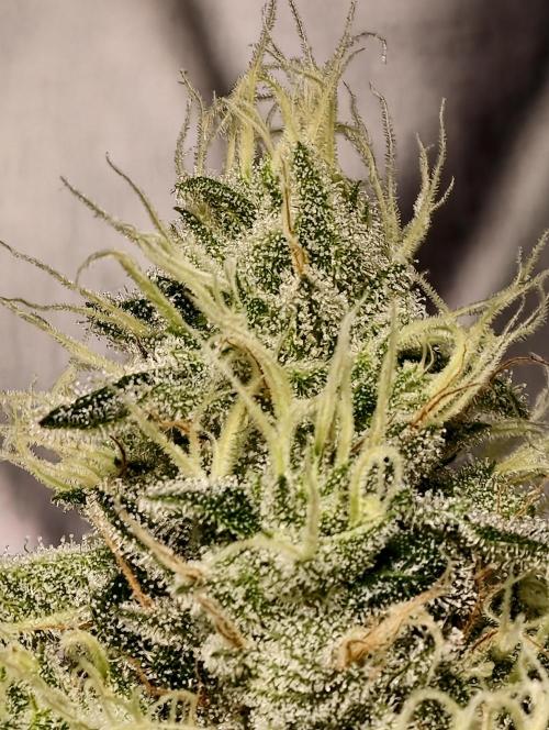 F028 Dutch Passion test strain. Week 8