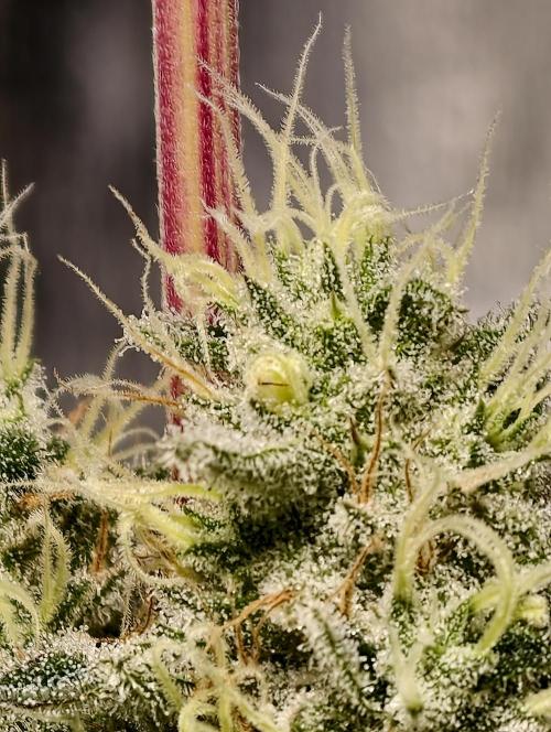 F028 Dutch Passion test strain. Week 8