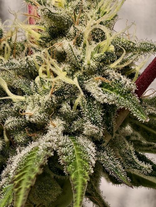 F028 Dutch Passion test strain. Week 8