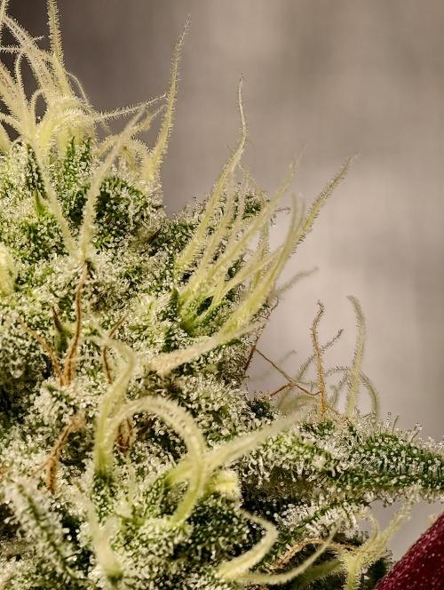 F028 Dutch Passion test strain. Week 8