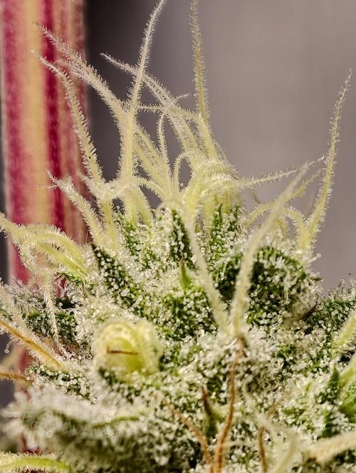 F028 Dutch Passion test strain. Week 8