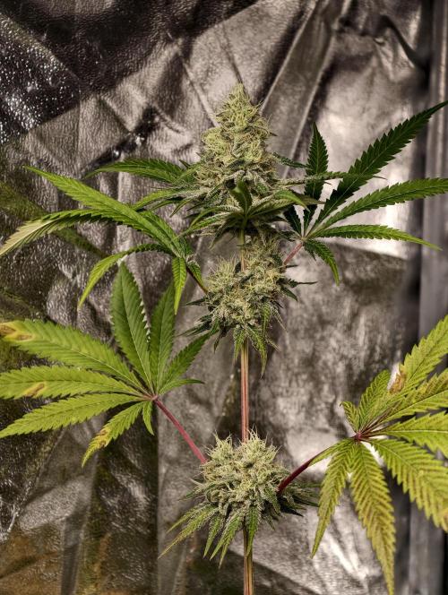 F028 Dutch Passion test strain. Week 8
