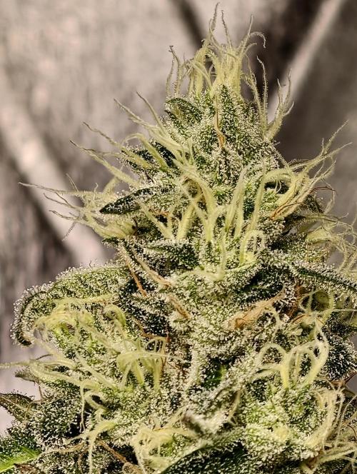 F028 Dutch Passion test strain. Week 8