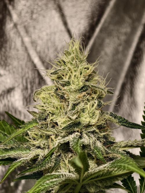 F028 Dutch Passion test strain. Week 8