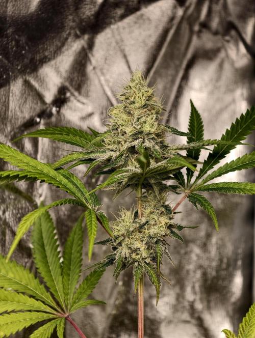 F028 Dutch Passion test strain. Week 8