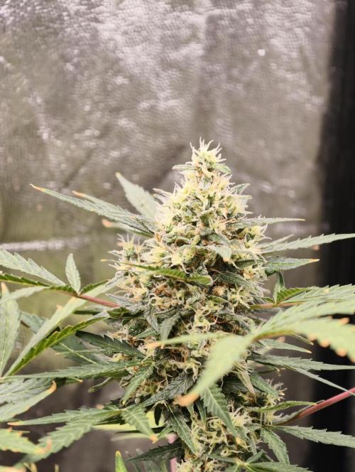 A005 Dutch Passion Test. Week 8