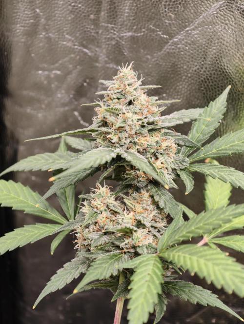 A005 Dutch Passion Test. Week 8