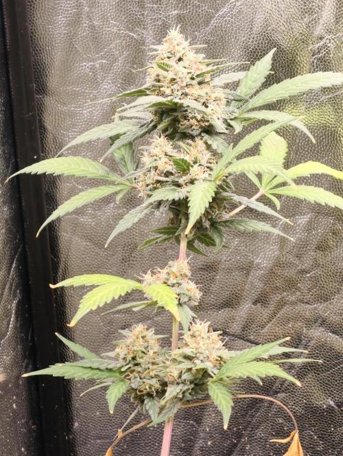 A005 Dutch Passion Test. Week 8