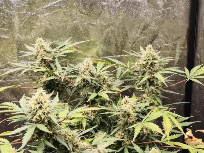 A005 Dutch Passion Test. Week 8