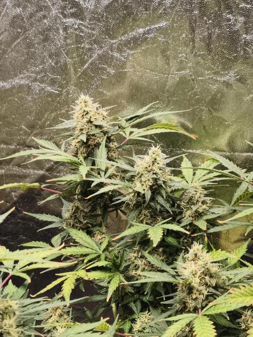 A005 Dutch Passion Test. Week 8