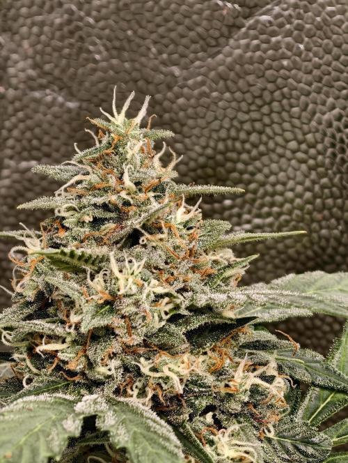 A005 Dutch Passion Test. Week 9