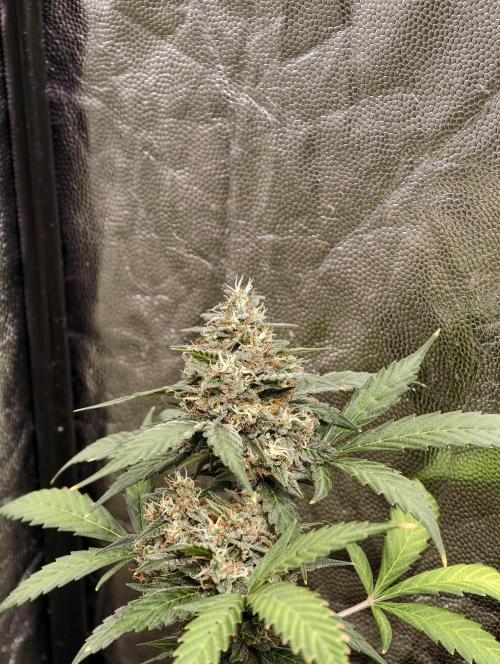 A005 Dutch Passion Test. Week 9