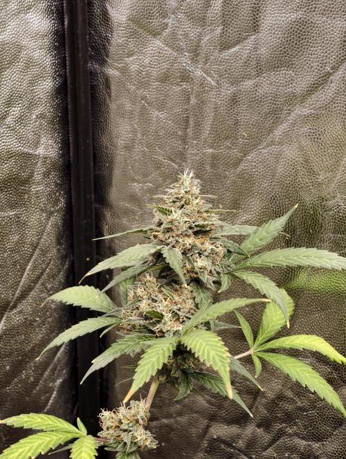 A005 Dutch Passion Test. Week 9