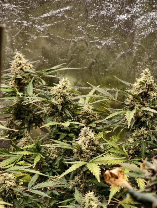 A005 Dutch Passion Test. Week 9