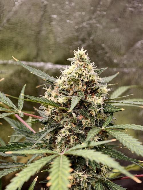 A005 Dutch Passion Test. Week 9