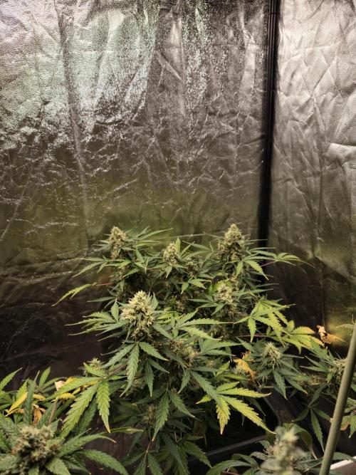 A005 Dutch Passion Test. Week 9