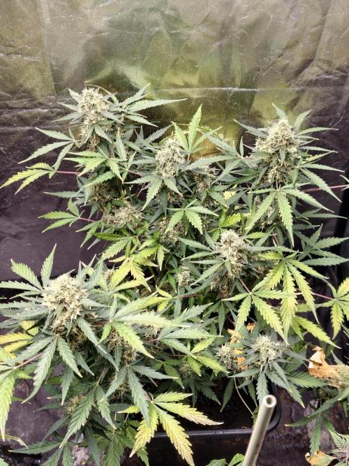A005 Dutch Passion Test. Week 9