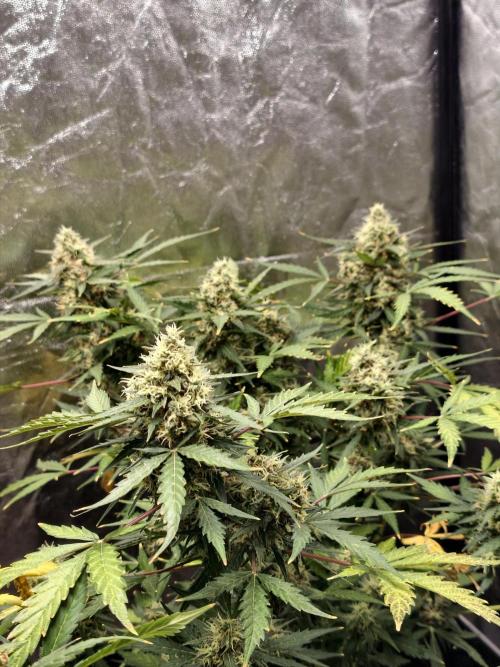 A005 Dutch Passion Test. Week 9
