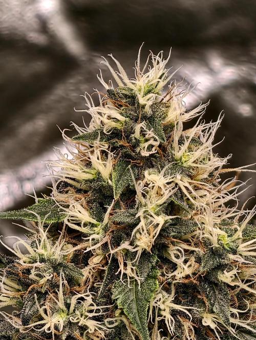 Orange Biscuit. Week 9