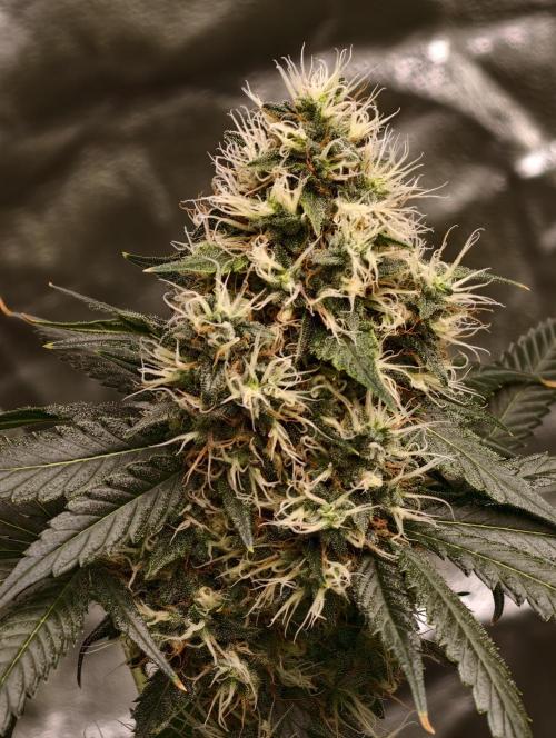 Orange Biscuit. Week 9